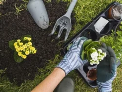Peluang Bisnis Rumahan dari Jasa Pembersihan Halaman Rumah dan Taman Kecil